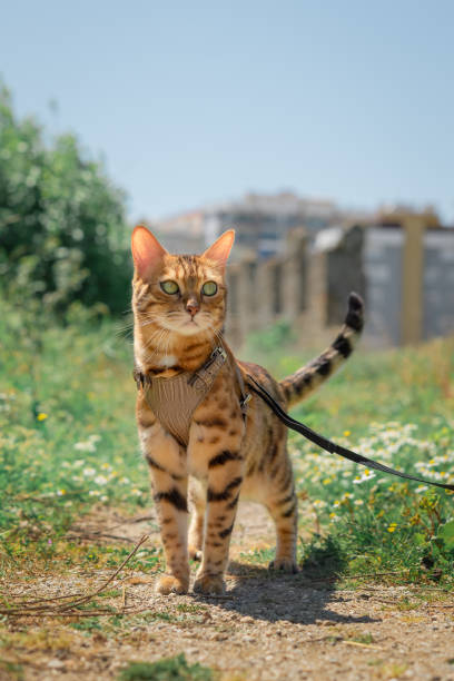 Vertical Cat Vertical Cat