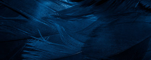 istock blue hawk feathers with visible detail. background or texture 1395731877