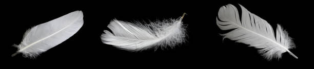 istock white feather of a goose on a black background 1395731879