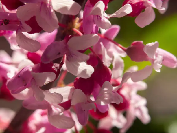 Close-up of pink-purple flowers, selective focus. A flowering branch of an ornamental tree - Griffith's Scarlet.  Cercis griffithii macro photo.