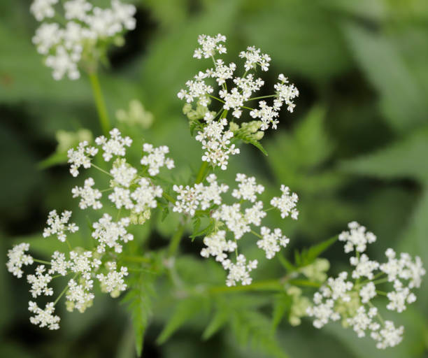 istock Cow Parsley (Anthriscus sylvestris) detail 1395736728