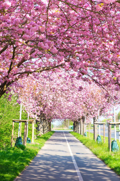 istock Sakura - Avenue of blooming pink cherry trees in spring 1395740841