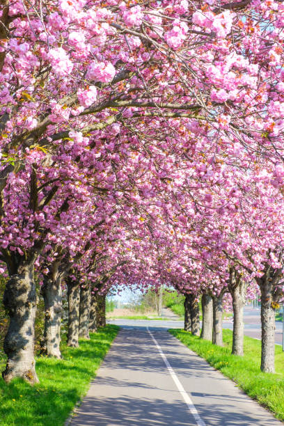 Sakura - Avenue of blooming pink cherry trees in spring