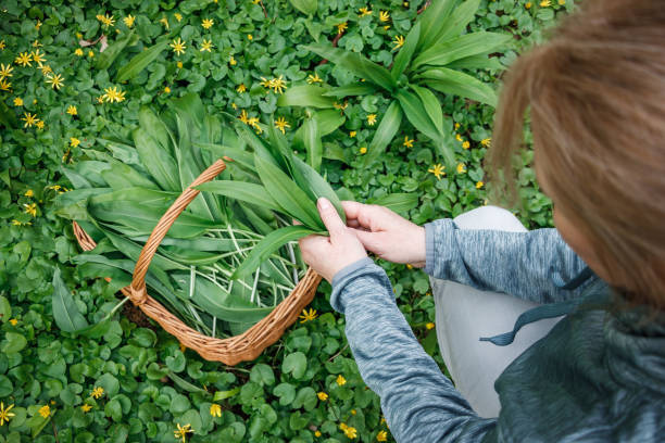 herbal harvest at springtime. woman picking uncultivated wild garlic in woodland - herbal medicine nature ramson garlic imagens e fotografias de stock