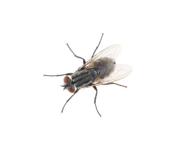 una mosca nera comune su sfondo bianco, vista dall'alto - mosca domestica foto e immagini stock