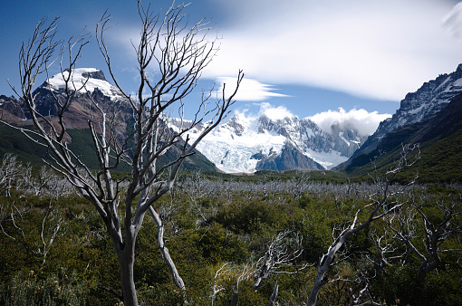 Bare tree on background of Cerro Solo Mount and Glacier Torre on way from El Chalten to Laguna Torre. Magellanic forest in valley in Los Glaciares National Park, Andes mountains, Patagonia, Argentina