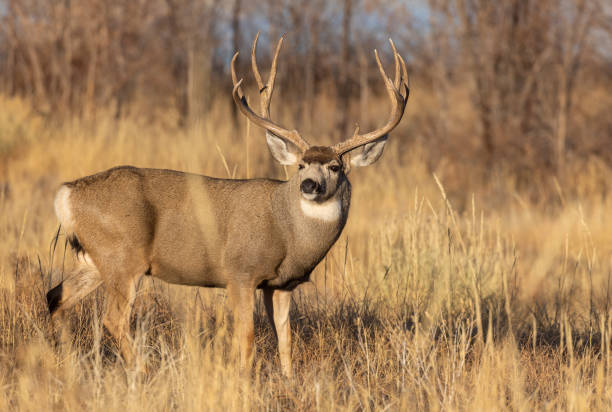 istock Mule Deer Buck in Autumn in Colorado 1395746784