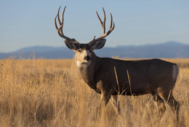 istock Mule Deer Buck in Autumn in Colorado 1395746823