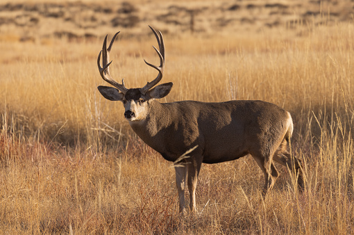 a mule deer buck during the rut in Colorado in autumn