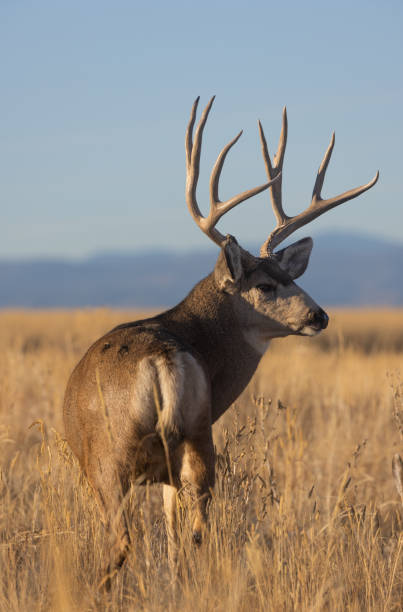 istock Mule Deer Buck in Autumn in Colorado 1395746978