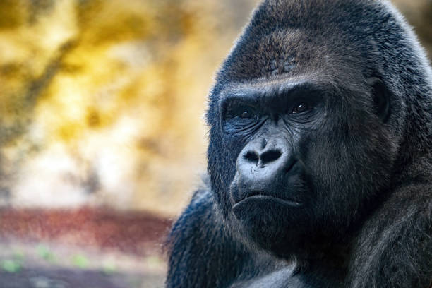 silverback king gorilla face close up eyes contact looking at you stock photo