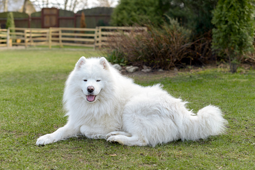 beautiful samoyed dog playing on the lawn in the garden