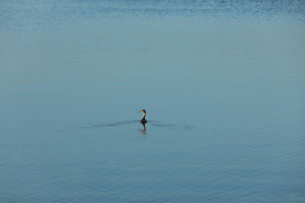 Beautiful lake with duck in summer morning