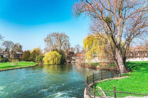 Trees and the river morning in Cambridge, UK