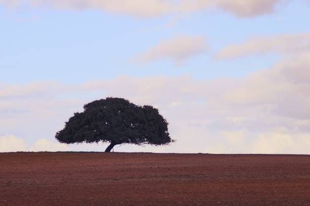 siluetta di un leccio all'orizzonte. - agriculture tree rural scene nature foto e immagini stock