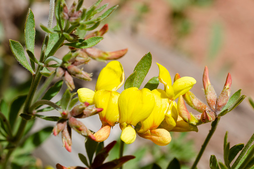 Close up of yellow flowers of Utah bird's-foot trefoil, Lotus utahensis. Zion National Park, Utah, USA.