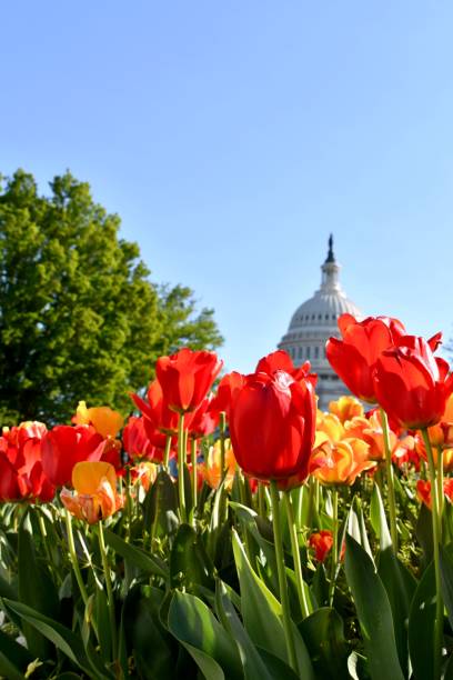 istock United States Capitol Building - Spring Flowers 1395749739