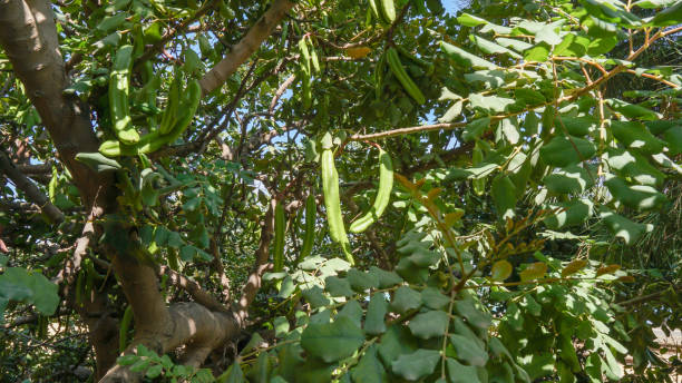 istock Green carob trees on the branches 1395752217