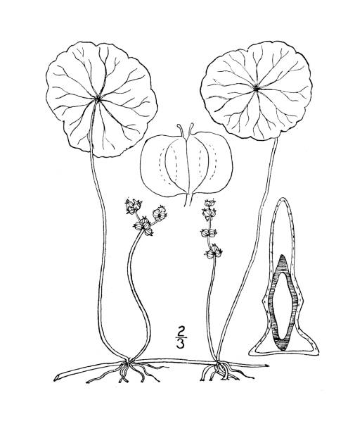 Antique botany plant illustration: Hydrocotyle Verticillata, Whorled Marsh Pennywort Antique botany plant illustration: Hydrocotyle Verticillata, Whorled Marsh Pennywort whorled stock illustrations