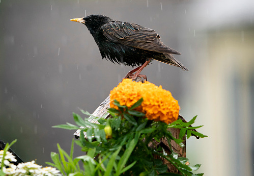 Wet bird on the backyard deck
