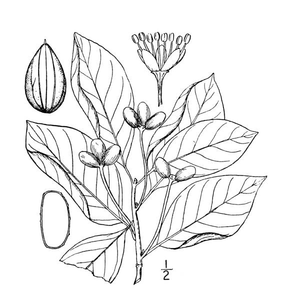 골동품 식물학 식물 삽화: 니사 실바티카, 페퍼리지, 사워 껌, 투펠로 - tupelo tree stock illustrations