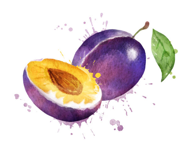 illustrazioni stock, clip art, cartoni animati e icone di tendenza di illustrazione vettoriale acquerello della prugna - plum