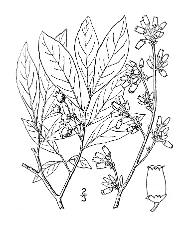 Antique botany plant illustration: Vaccinium virgatum, Southern Black Huckleberry