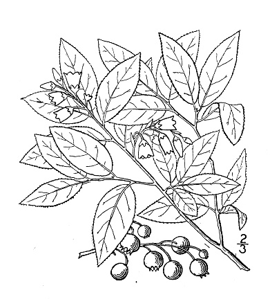Antique botany plant illustration: Vaccinium Pallidum, Pale Blueberry