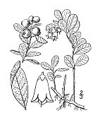 istock Antique botany plant illustration: Vaccinium Vitis-Idaea, Mountain Cranberry 1395753856