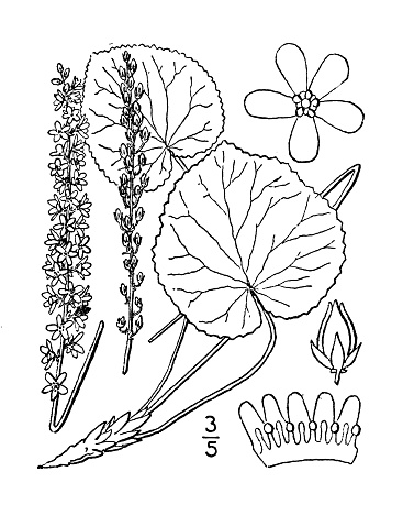 Antique botany plant illustration: Galax aphylla, galax, Beetleweed