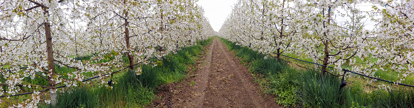 blossoming fruit trees in an orchard in spring , panorama.