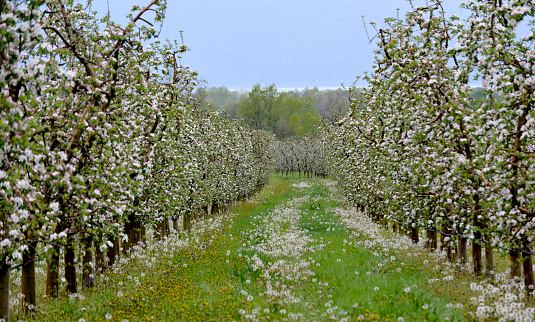 blooming trees of apple flowers in an orchard in spring.