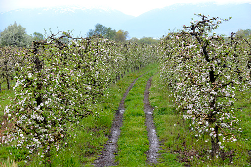 blooming trees of apple flowers in an orchard in spring.
