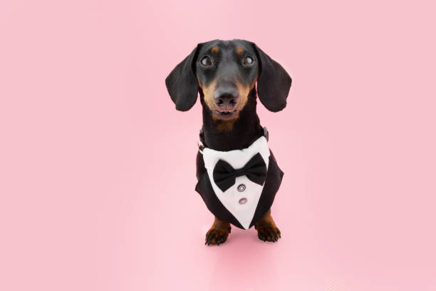 Dog Tuxedo Stock Photos, Pictures & Royalty-Free Images - iStock