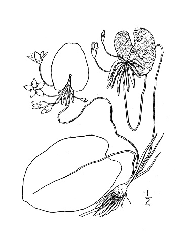 Antique botany plant illustration: Limnanthemum lacunosum, Floating heart
