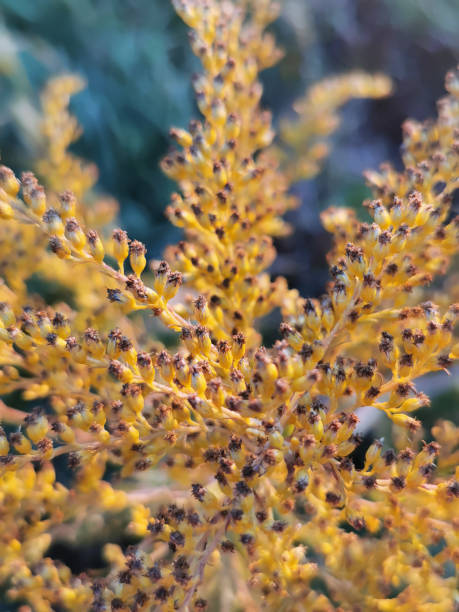 istock Wild field flower. On a blurred background. 1395755352