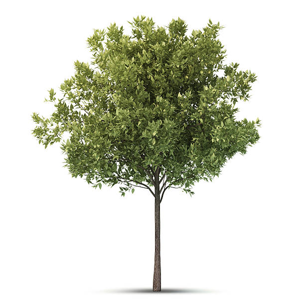 istock A tall and skinny isolated tree on a white background 139575611