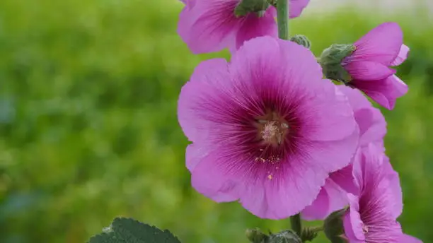 Photo of Dark pink Hollyhocks close up in a field. A stalk of dark magenta pink hollyhock flowers