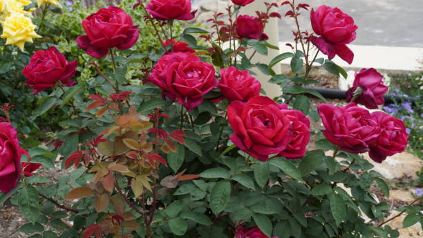 rosas vermelhas de chá híbrido florescem em um jardim - transgenic cotton - fotografias e filmes do acervo