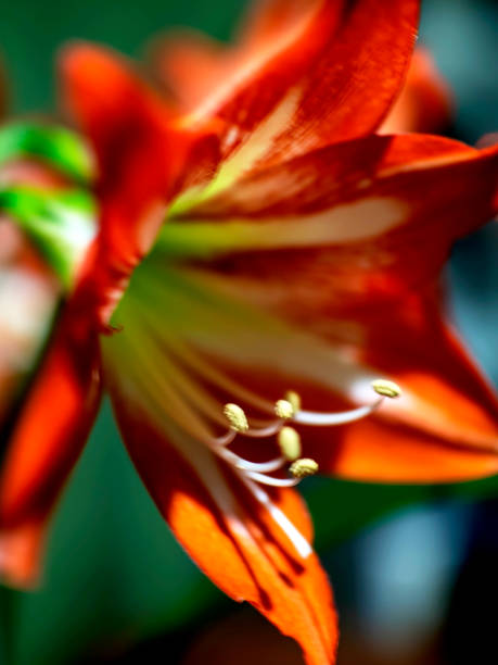 istock large red Amaryllis flowers bloom on the windowsill 1395757936