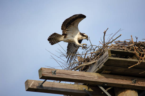 istock Large osprey in flight landing in a nest. 1395759209