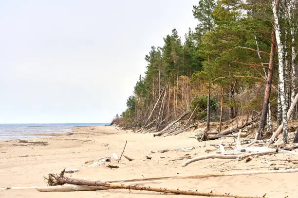 Photo of Baltic sea shore after the storm.