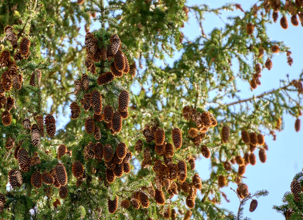 istock Green spruce branches with needles and many cones. 1395760462