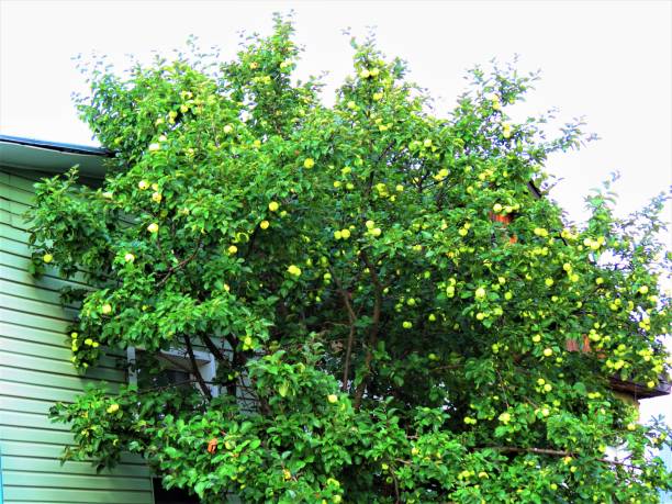 Apple tree with green fruits on the branches near the wall of the house.