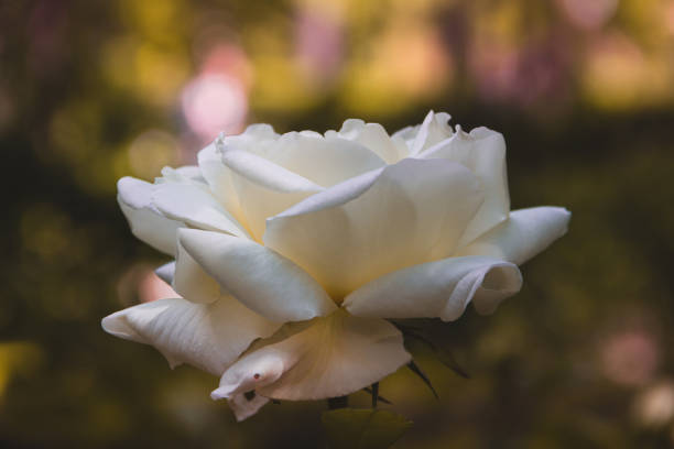 istock White rose flower blooming in spring. Copy space. Selective focus. 1395762119