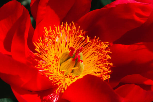 Paeonia lactiflora flower blooming in spring. Copy space. Selective focus.