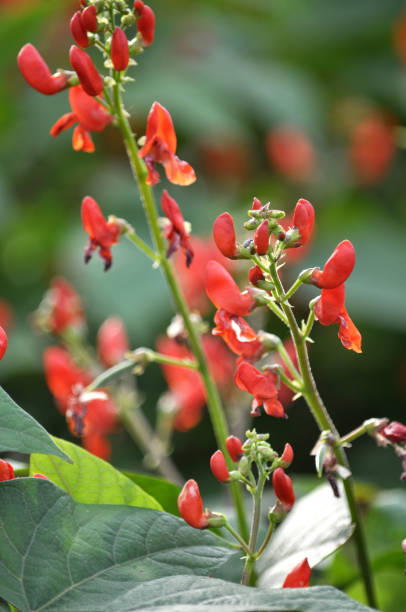 istock On the farm field blooms beans 1395762439