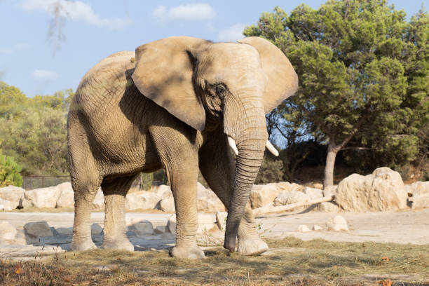 istock African elephant walking in the nature 1395762624