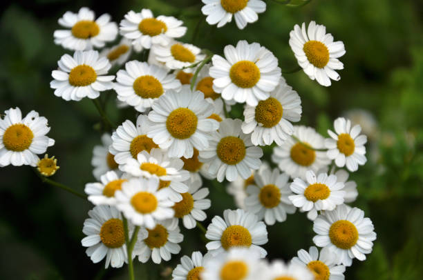 istock In nature bloom chamomile Dalmatian 1395763386