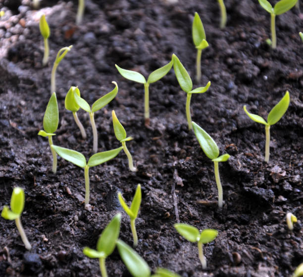 istock Growing seedlings sweet peppers 1395763557